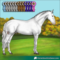 Horse Color:Silver Bay Roan Dun Sabino Appaloosa 