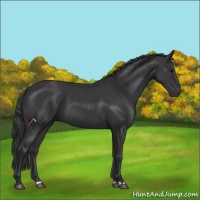 Horse Color:Black 