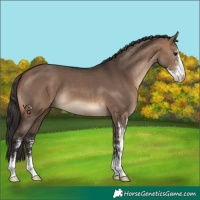 Horse Color:Bay Dun Sabino 