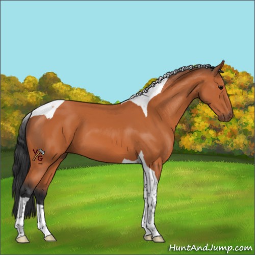 Horse Color:Unknown 