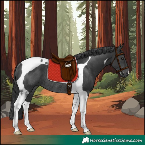 Horse Color:Black Tobiano Rabicano 