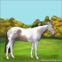Horse Color:Brown Roan Tobiano Rabicano 