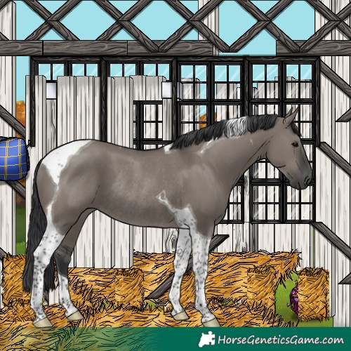 Horse Color:Grullo Tobiano Rabicano