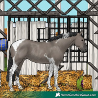 Horse Color:Grullo Tobiano Rabicano