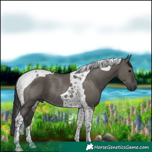 Horse Color:Grullo Tobiano Rabicano 
