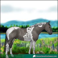 Horse Color:Grullo Tobiano Rabicano