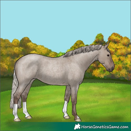 Horse Color:Silver Grullo Roan 