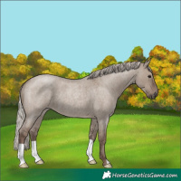 Horse Color:Silver Grullo Roan 