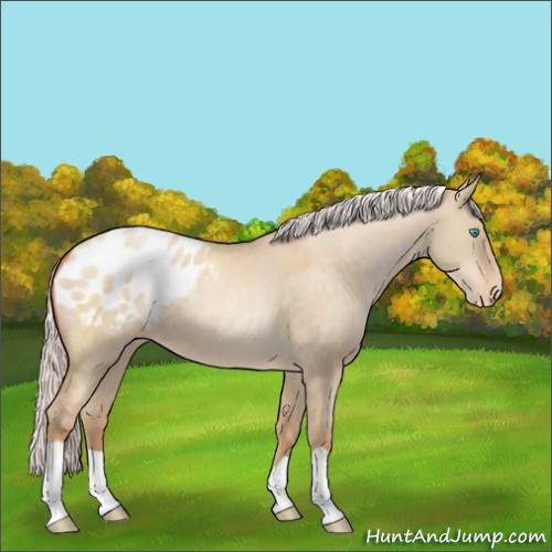 Horse Color:Silver Buckskin Pearl Dun Appaloosa 