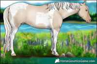 Horse Color:Silver Grullo Pearl Tobiano Rabicano 