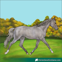 Horse Color:Silver Blue Roan 