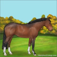 Horse Color:Brown Roan 