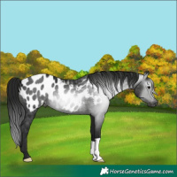 Horse Color:Gray Black Appaloosa Rabicano 