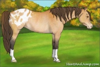 Horse Color:Buckskin Appaloosa Rabicano 