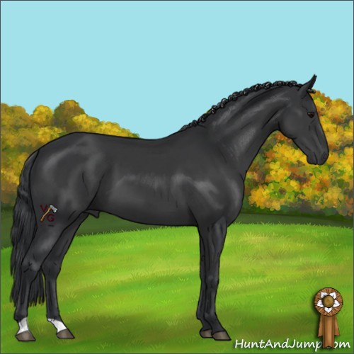 Horse Color:Black 