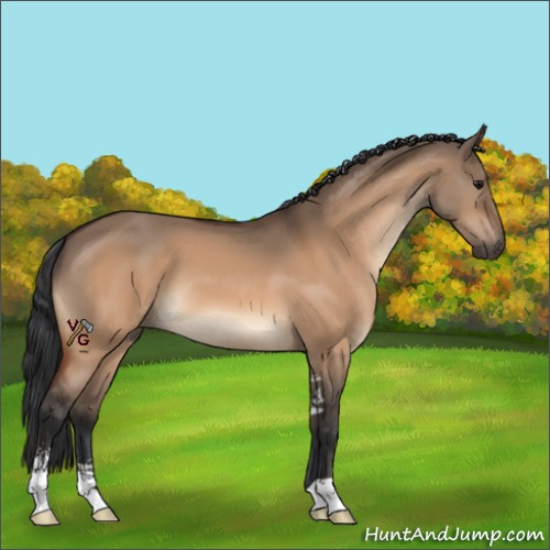 Horse Color:Bay Dun Sabino 