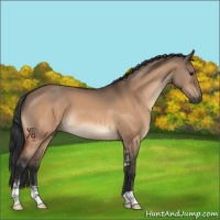 Horse Color:Bay Dun Sabino 
