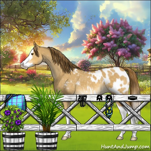 Horse Color:Buckskin Dun Splash Appaloosa 