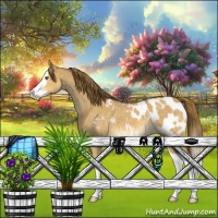 Horse Color:Buckskin Dun Splash Appaloosa 