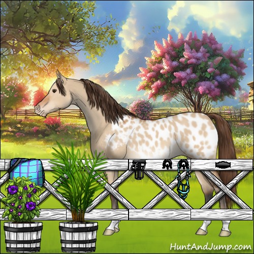 Horse Color:Bay Dun Appaloosa 