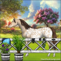 Horse Color:Bay Dun Appaloosa 