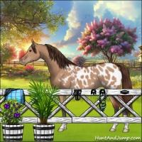 Horse Color:Bay Dun Appaloosa 