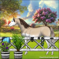 Horse Color:Bay Dun Splash Appaloosa 