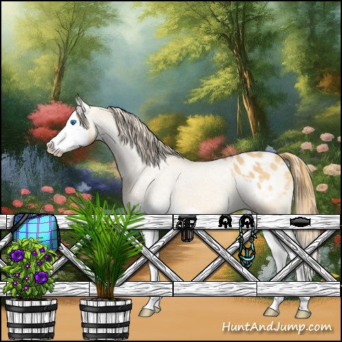Horse Color:Buckskin Dun Splash Appaloosa 