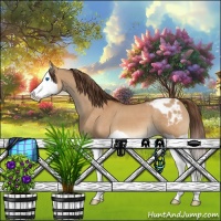 Horse Color:Bay Dun Splash Appaloosa 
