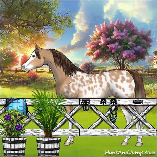 Horse Color:Bay Dun Splash Appaloosa 