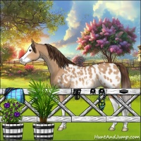 Horse Color:Bay Dun Splash Appaloosa 