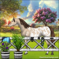 Horse Color:Bay Dun Appaloosa 