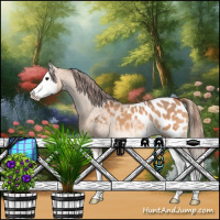 Horse Color:Bay Dun Splash Appaloosa 