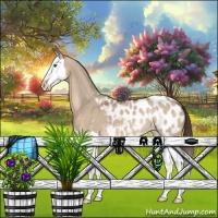 Horse Color:Bay Dun Splash Appaloosa 