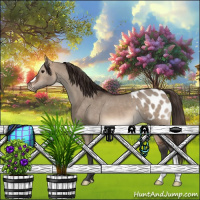 Horse Color:Brown Dun Appaloosa 