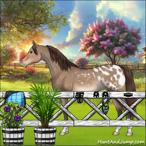 Horse Color:Bay Dun Appaloosa 