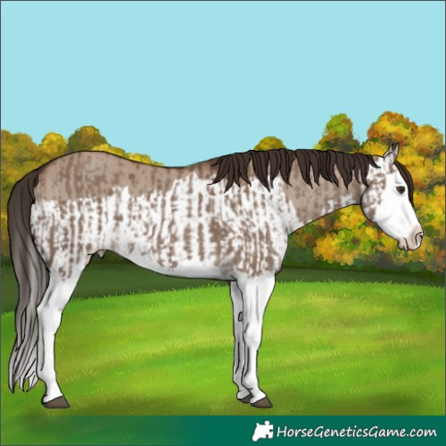 Horse Color:Liver Red Dun Splash  and Liver Red Dun Splash 