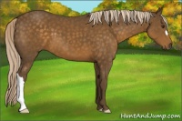 Horse Color:Chocolate Palomino
