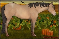 Horse Color:Amber Champagne 