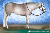 Horse Color:Gray Silver Brown Roan Splash Rabicano 