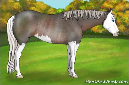 Horse Color:Silver Blue Roan Splash Rabicano 