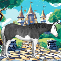 Horse Color:Black Splash Rabicano