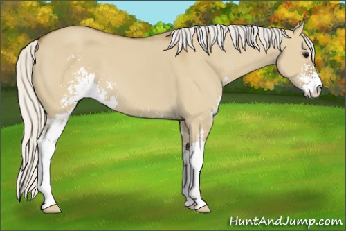 Horse Color:Silver Smoky Grullo Sabino 