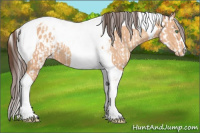 Horse Color:Amber Champagne Sabino Appaloosa  and Amber Champagne Tobiano Appaloosa 