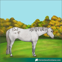 Horse Color:Grullo Appaloosa 