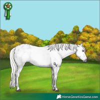 Horse Color:Gray Silver Black Appaloosa Rabicano 
