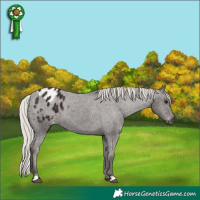 Horse Color:Gray Silver Black Appaloosa Rabicano