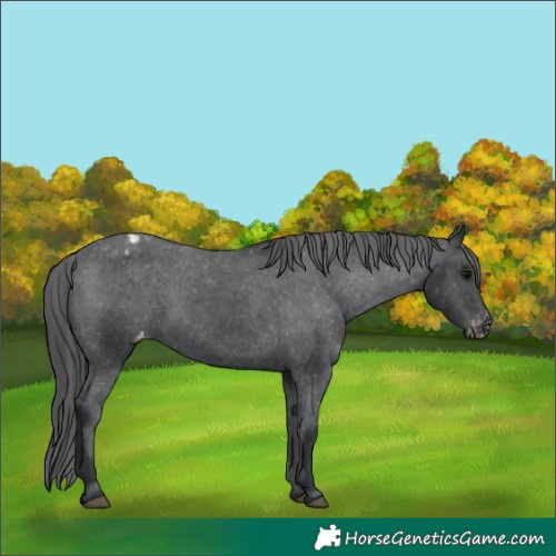 Horse Color:Black Appaloosa 