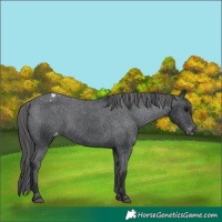 Horse Color:Black Appaloosa 