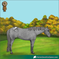 Horse Color:Black Appaloosa Rabicano 